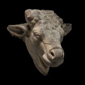 Peruvian Bull